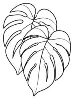 Monstera leaves coloring pages vector
