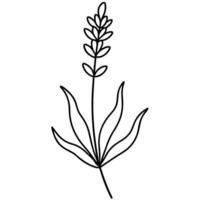 A line drawing of a plant with leaves vector