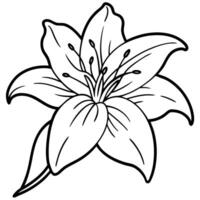 Lily coloring pages for kids vector