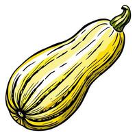 A yellow squash on a white background vector