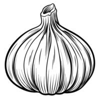 A garlic bulb on a white background vector