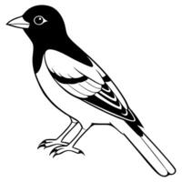 baltimore oriole line art on white background, illustration line art vector
