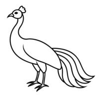 A peacock is standing in a line drawing vector