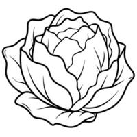 A black and white drawing of a cabbage vector