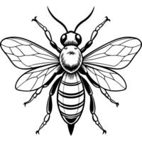A black and white drawing of a bee vector