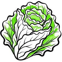 A green cabbage with leaves on a white background vector