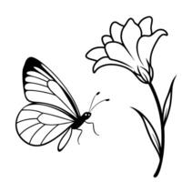 a butterfly is extracting nectar from a freesia flower, illustration line art vector