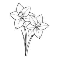 Daffodils coloring pages vector
