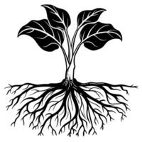A black and white illustration of a plant with roots vector