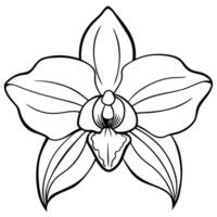 Orchid coloring pages vector
