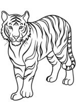 a tiger in a prowling pose, shown in clear, simple lines, with stripes designed for coloring, vector