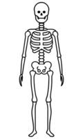 A skeleton is shown in this drawing vector
