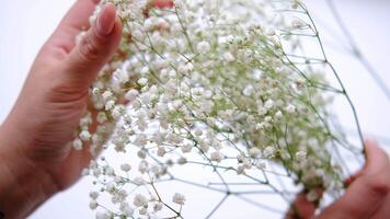 Florist with a french manicure is arranging a bouquet of baby's breath flowers against a white background in slow motion video