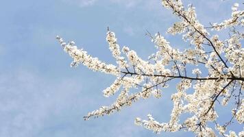 Cherry tree branches sway gently in the wind, showcasing delicate white flowers in serene slow motion video