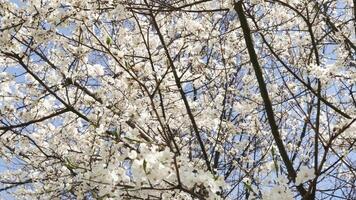 Gentle wind blowing through white flowers on tree branches against a clear blue sky creates a serene spring atmosphere video
