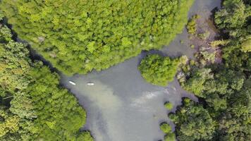 Top view of the forest with a small river where you can paddle a SUP board along the river.Water sports and nature activities video