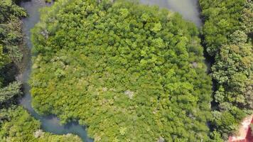 Top view of the forest with a small river where you can paddle a SUP board along the river.Water sports and nature activities video
