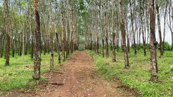 Many rubber trees on both sides, dirt road.In a rubber plantation in Thailand video