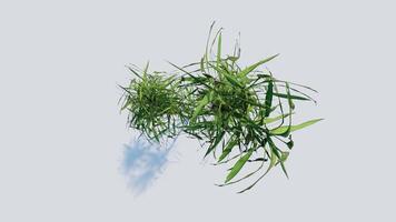 tree top view plant landscape architecture nature garden aerial render. trees branch isolate collection illustration environment green botany urban bush park. tree architecture conifer decorative. video