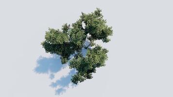tree top view plant landscape architecture nature garden aerial render. trees branch isolate collection illustration environment green botany urban bush park. tree architecture conifer decorative. video