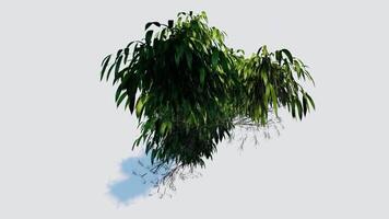 tree top view plant landscape architecture nature garden aerial render. trees branch isolate collection illustration environment green botany urban bush park. tree architecture conifer decorative. video