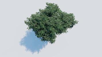 tree top view plant landscape architecture nature garden aerial render. trees branch isolate collection illustration environment green botany urban bush park. tree architecture conifer decorative. video