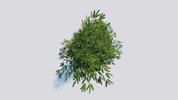 tree top view plant landscape architecture nature garden aerial render. trees branch isolate collection illustration environment green botany urban bush park. tree architecture conifer decorative. video