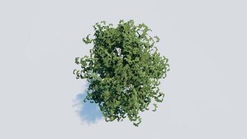 tree top view plant landscape architecture nature garden aerial render. trees branch isolate collection illustration environment green botany urban bush park. tree architecture conifer decorative. video