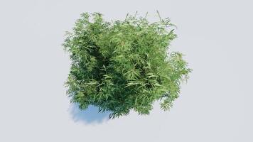 tree top view plant landscape architecture nature garden aerial render. trees branch isolate collection illustration environment green botany urban bush park. tree architecture conifer decorative. video