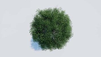 tree top view plant landscape architecture nature garden aerial render. trees branch isolate collection illustration environment green botany urban bush park. tree architecture conifer decorative. video