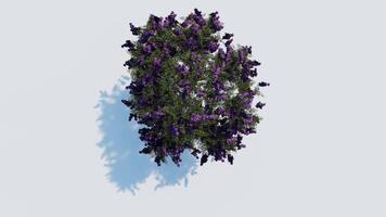 tree top view plant landscape architecture nature garden aerial render. trees branch isolate collection illustration environment green botany urban bush park. tree architecture conifer decorative. video