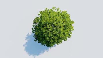 tree top view plant landscape architecture nature garden aerial render. trees branch isolate collection illustration environment green botany urban bush park. tree architecture conifer decorative. video