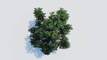 tree top view plant landscape architecture nature garden aerial render. trees branch isolate collection illustration environment green botany urban bush park. tree architecture conifer decorative. video