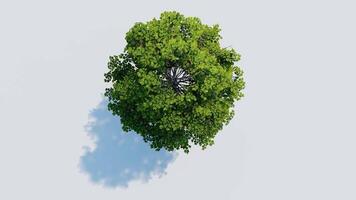 tree top view plant landscape architecture nature garden aerial render. trees branch isolate collection illustration environment green botany urban bush park. tree architecture conifer decorative. video