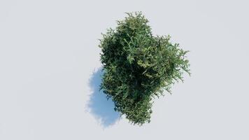 tree top view plant landscape architecture nature garden aerial render. trees branch isolate collection illustration environment green botany urban bush park. tree architecture conifer decorative. video