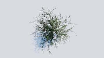 tree top view plant landscape architecture nature garden aerial render. trees branch isolate collection illustration environment green botany urban bush park. tree architecture conifer decorative. video