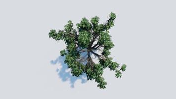 tree top view plant landscape architecture nature garden aerial render. trees branch isolate collection illustration environment green botany urban bush park. tree architecture conifer decorative. video