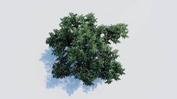 tree top view plant landscape architecture nature garden aerial render. trees branch isolate collection illustration environment green botany urban bush park. tree architecture conifer decorative. video