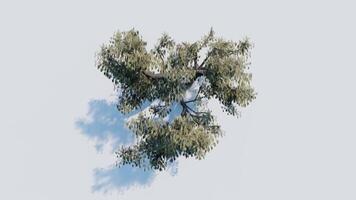 tree top view plant landscape architecture nature garden aerial render. trees branch isolate collection illustration environment green botany urban bush park. tree architecture conifer decorative. video