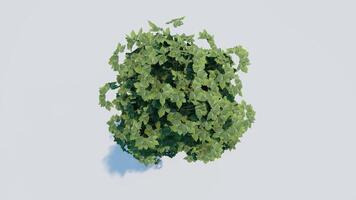 tree top view plant landscape architecture nature garden aerial render. trees branch isolate collection illustration environment green botany urban bush park. tree architecture conifer decorative. video