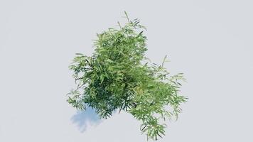 tree top view plant landscape architecture nature garden aerial render. trees branch isolate collection illustration environment green botany urban bush park. tree architecture conifer decorative. video