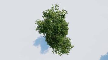 tree top view plant landscape architecture nature garden aerial render. trees branch isolate collection illustration environment green botany urban bush park. tree architecture conifer decorative. video