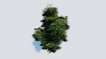 tree top view plant landscape architecture nature garden aerial render. trees branch isolate collection illustration environment green botany urban bush park. tree architecture conifer decorative. video