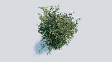 tree top view plant landscape architecture nature garden aerial render. trees branch isolate collection illustration environment green botany urban bush park. tree architecture conifer decorative. video