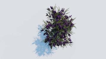 träd topp se växt landskap arkitektur natur trädgård antenn framställa. träd gren isolera samling illustration miljö grön botanik urban buske parkera. träd arkitektur barrträd dekorativ. video