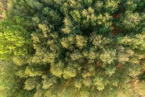 surface of the tops of the trees in a pine forest, aerial top view with drone photo