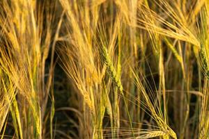 selective focus of a field under barley cultivation in summer ripe for harvesting photo