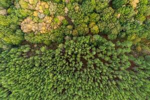 forest with evergreen and deciduous trees, aerial view with drone, fall landscape photo