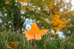 fall colors concept fallen leaves from trees on grass in a park photo