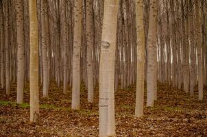 trunks of white poplar trees in a plantation, populus alba photo